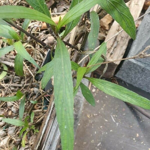 Ruellia simplex Φύλλο