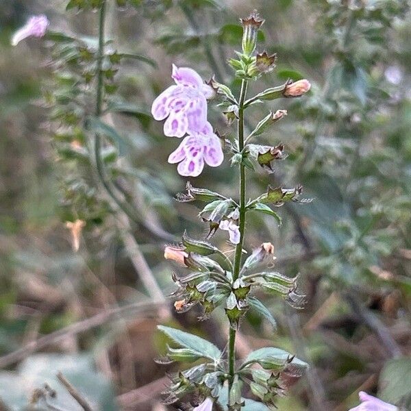 Clinopodium menthifolium Λουλούδι