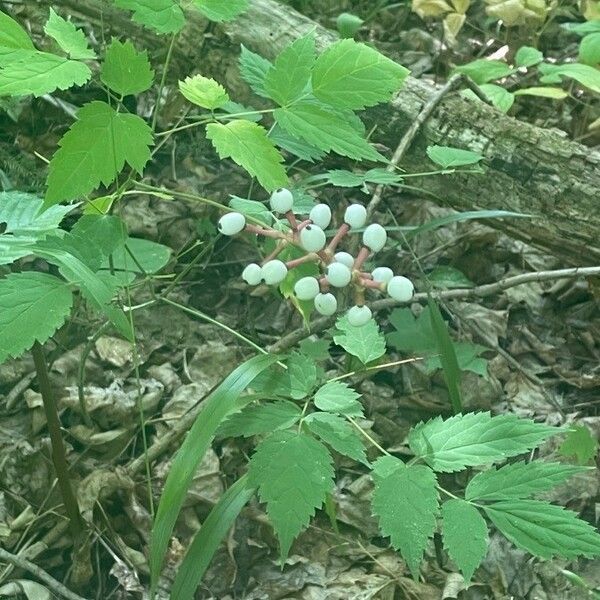 Actaea pachypoda Froito