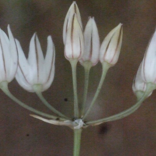 Allium moschatum Õis