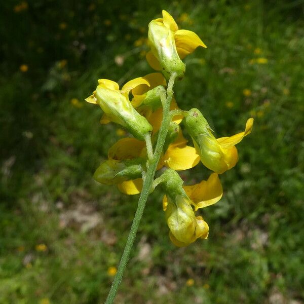 Lathyrus pratensis Flor