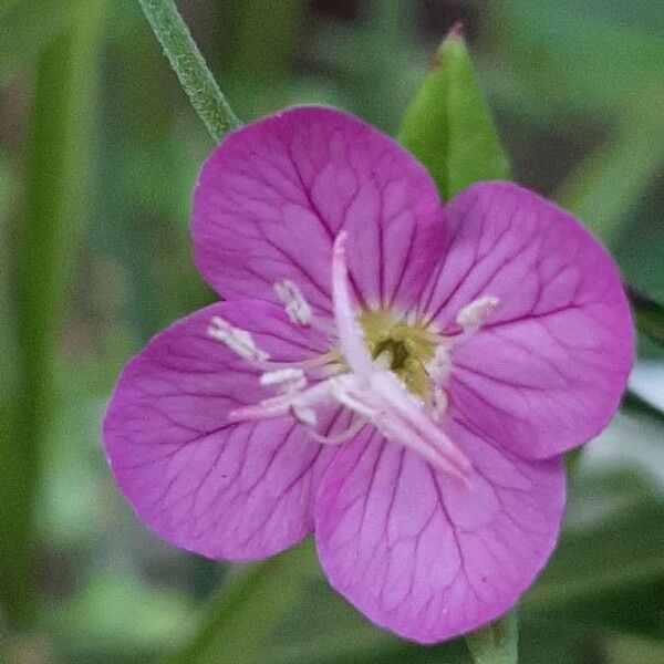 Oenothera rosea Lorea