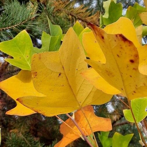 Liriodendron tulipifera Лист