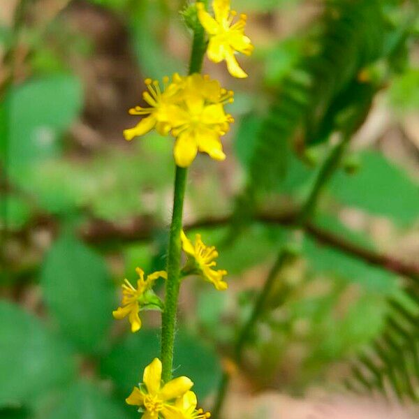 Agrimonia gryposepala Flower