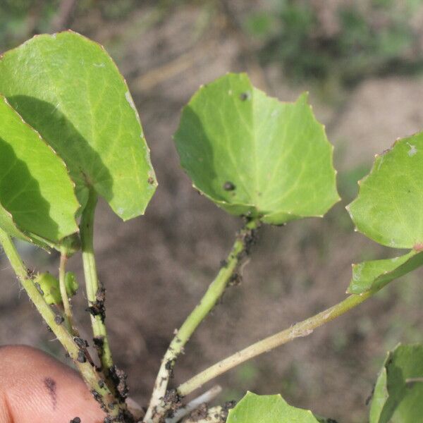 Centella erecta पत्ता