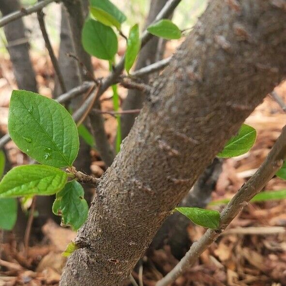 Rhamnus cathartica خشب