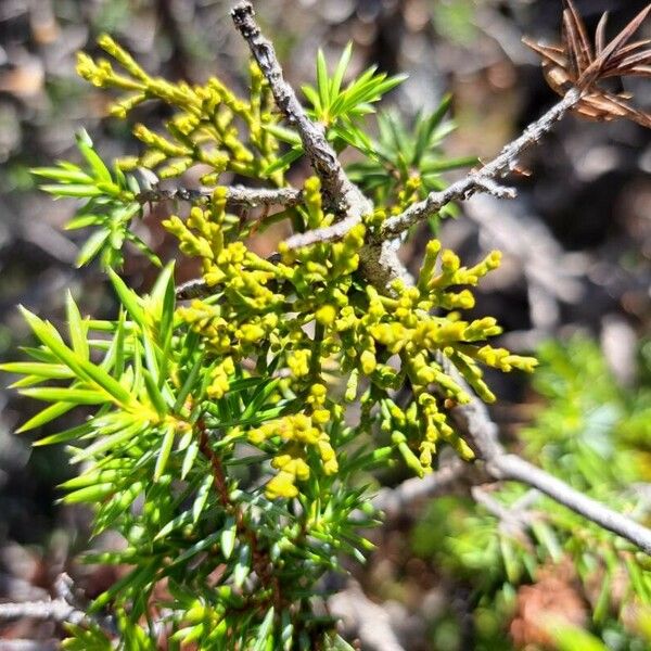 Arceuthobium oxycedri Συνήθη χαρακτηριστικά