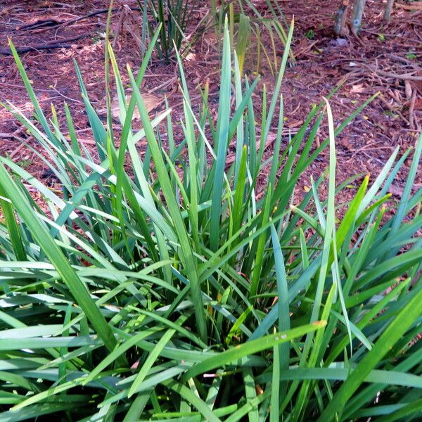 Ophiopogon jaburan Leaf