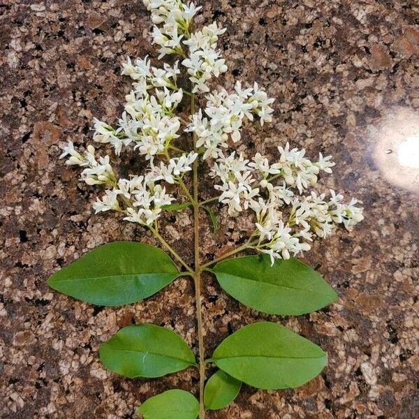 Ligustrum sinense Лист