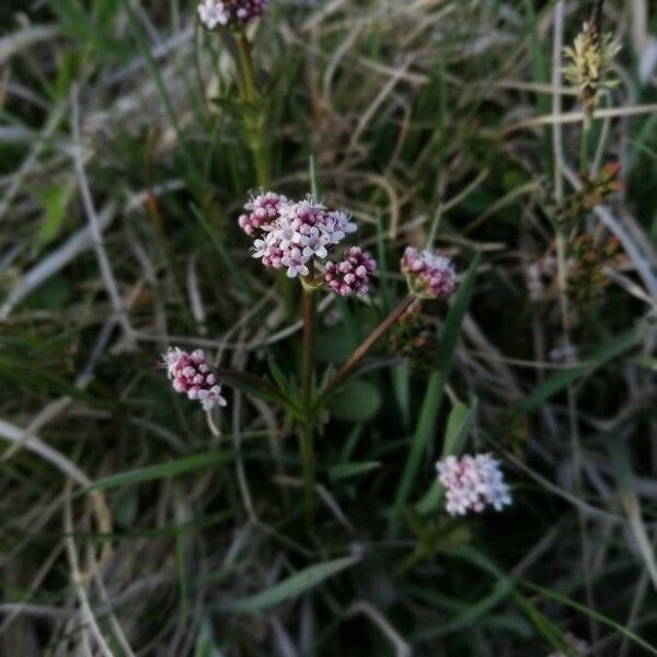 Valeriana dioica Fiore