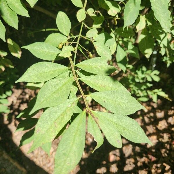 Euonymus alatus Blatt