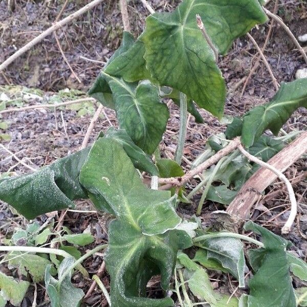 Arum italicum 葉