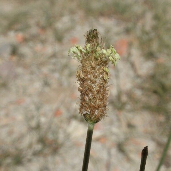 Plantago lanceolata Floare
