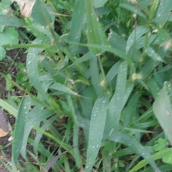 Setaria verticillata Blatt