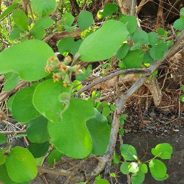 Cordia monoica 葉