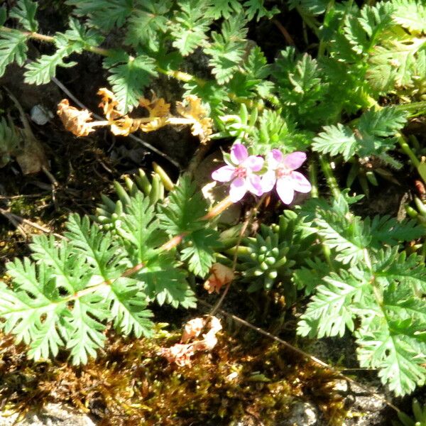 Geranium columbinum Blad