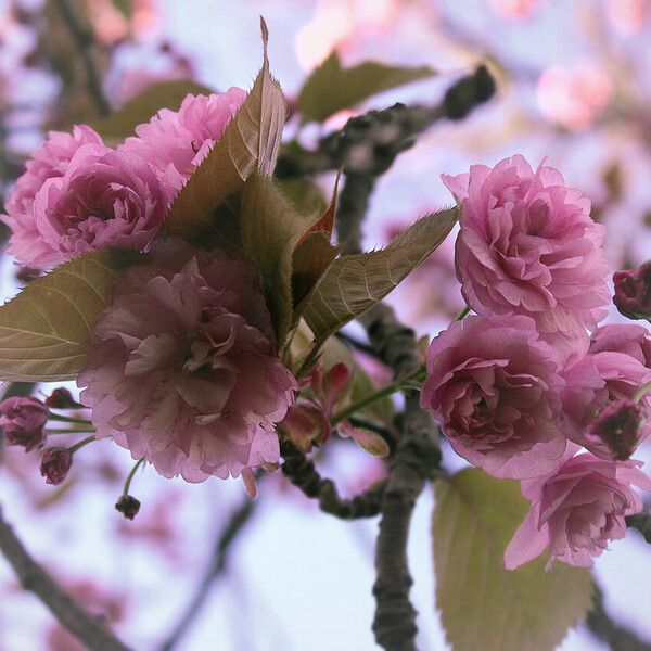 Prunus serrulata Virág