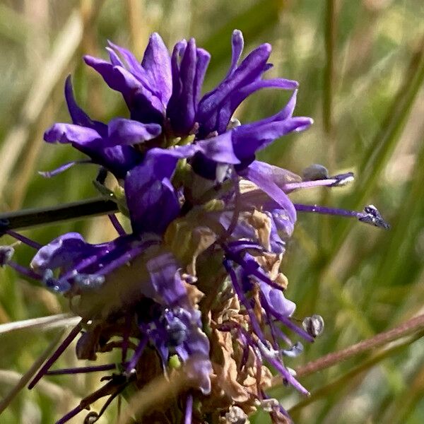 Veronica allionii Fleur