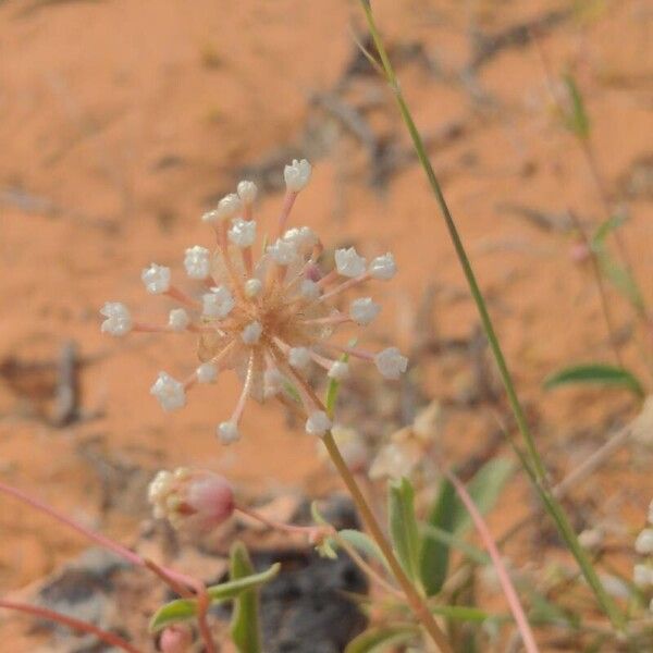 Abronia fragrans Blomst