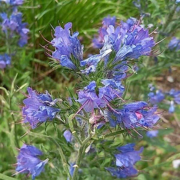 Echium vulgare Квітка