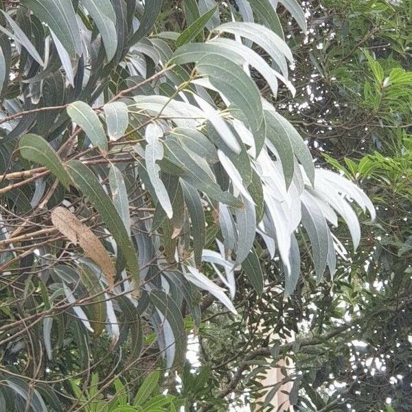 Eucalyptus globulus Hoja