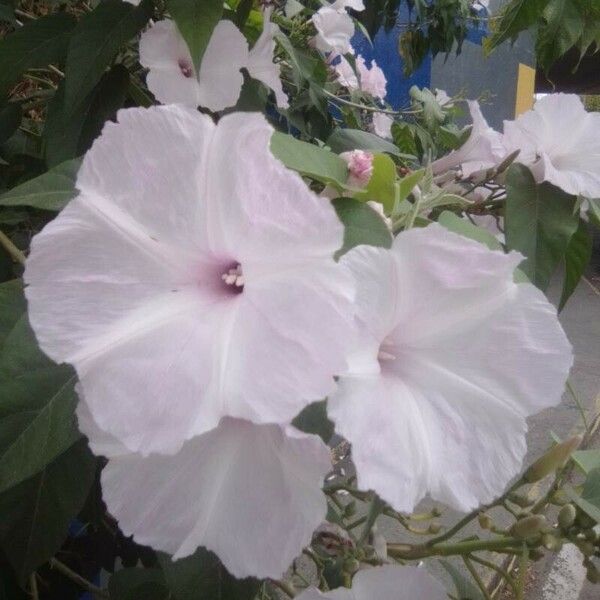 Ipomoea carnea Lorea