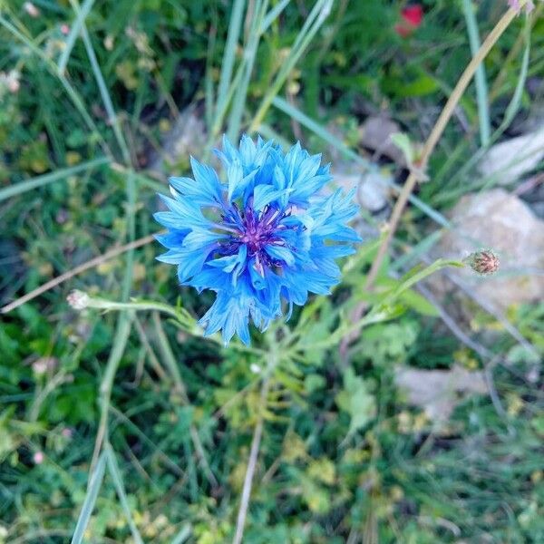 Centaurea cyanus Blüte