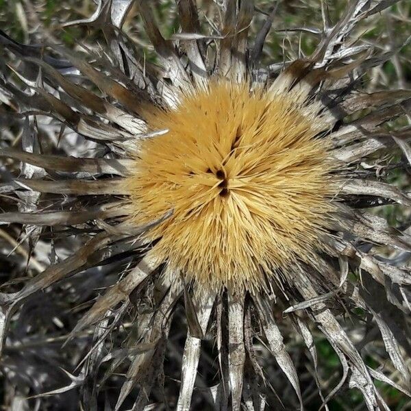 Carlina acanthifolia Bloem