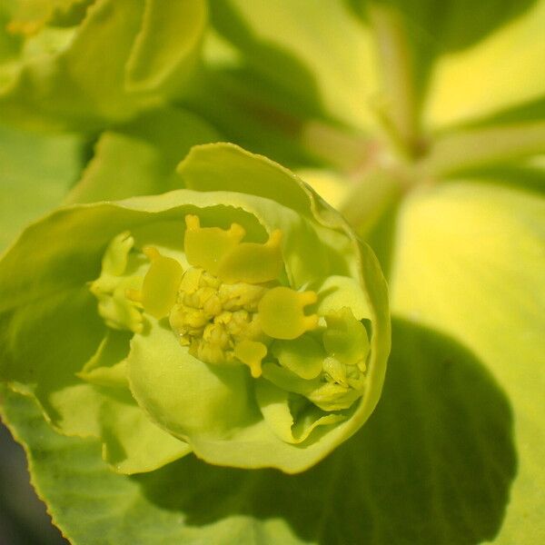 Euphorbia serrata Flower