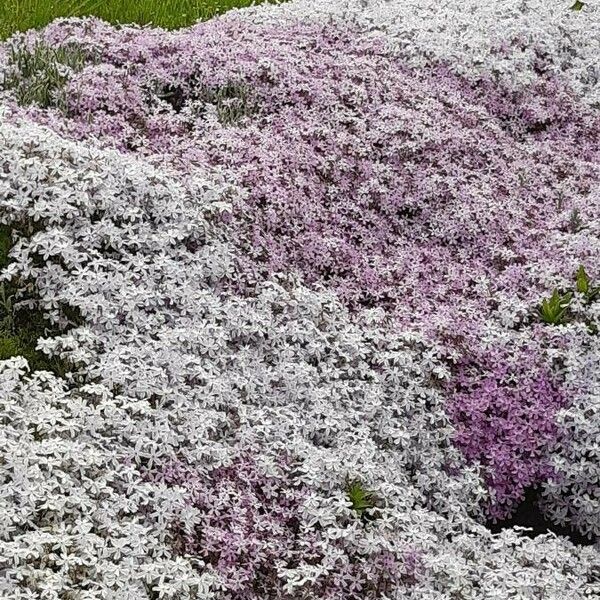 Phlox caespitosa പുഷ്പം