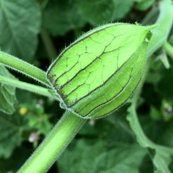 Physalis peruviana Fruchs