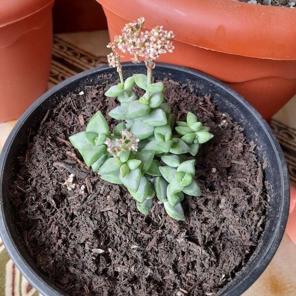 Crassula rupestris 叶