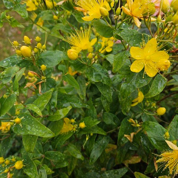 Hypericum hircinum ശീലം