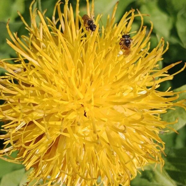 Centaurea macrocephala Çiçek