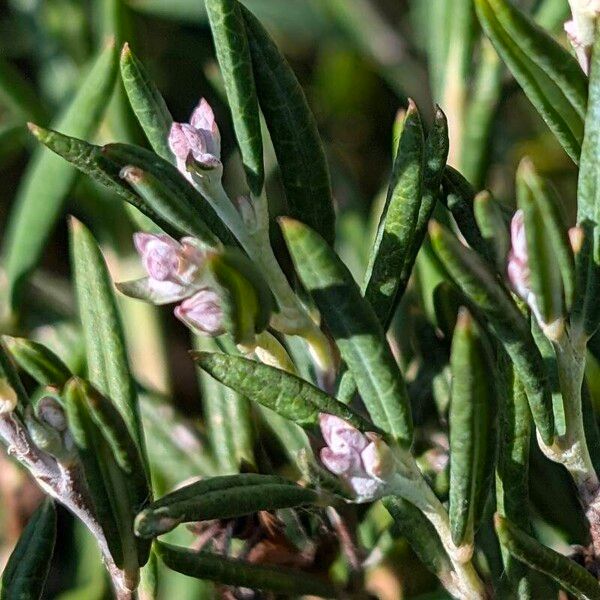 Andromeda polifolia Květ