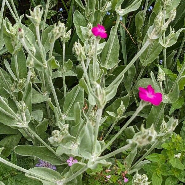 Silene coronaria Habitus