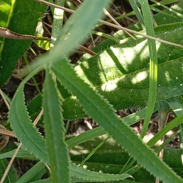 Falcaria vulgaris Leaf