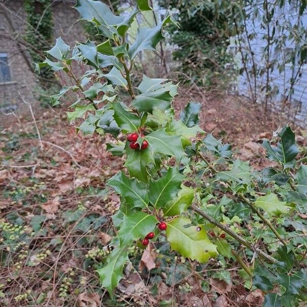 Ilex aquifolium ഇല