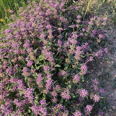 Phlomis herba-venti Virág