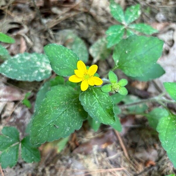 Chrysogonum virginianum Blomma