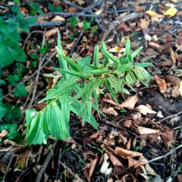 Epipactis helleborine Hàbitat