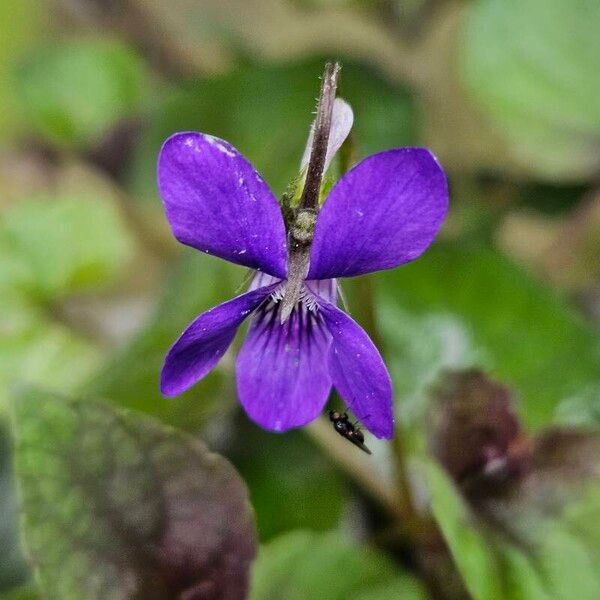 Viola labradorica Bloem