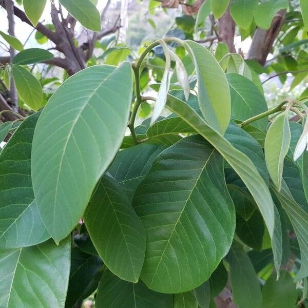 Annona senegalensis পাতা