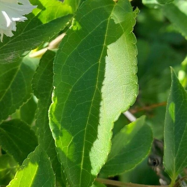 Deutzia gracilis 葉
