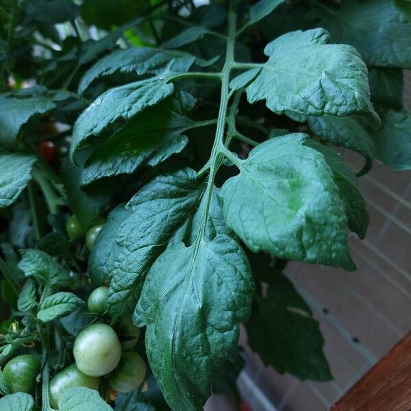 Solanum lycopersicum 葉