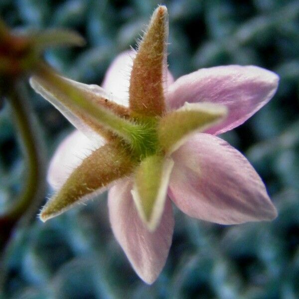 Rhodalsine geniculata Diğer