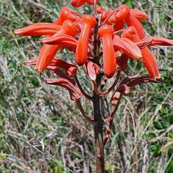 Aloe amudatensis Flower