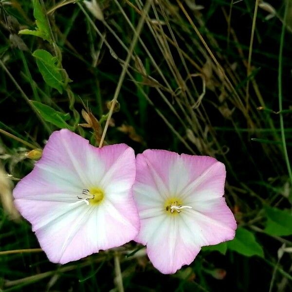 Convolvulus arvensis Blomma