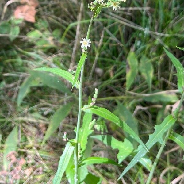 Lactuca biennis Flower