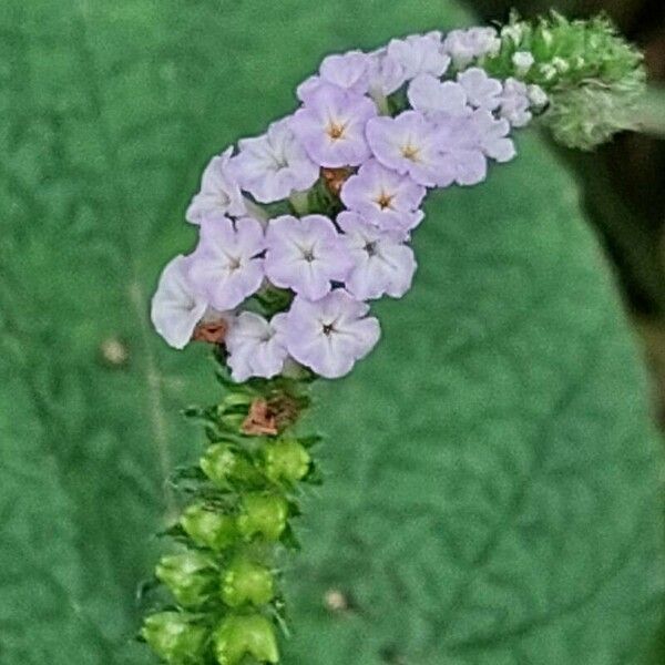 Heliotropium indicum Fiore